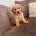 Cockapoo