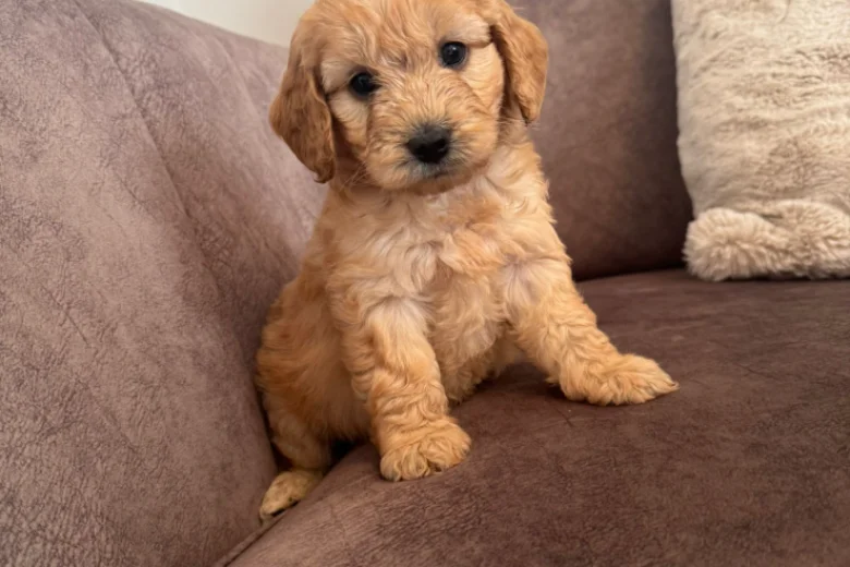 Cockapoo