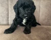 Cockapoo