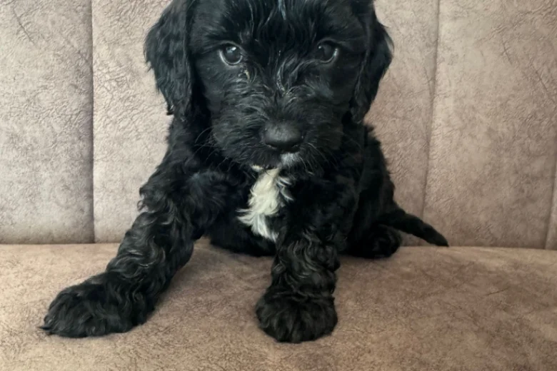 Cockapoo
