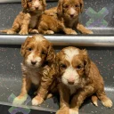 Cockapoo