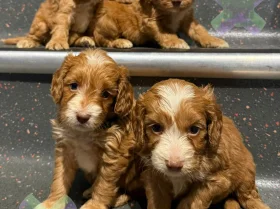 Cockapoo