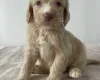 Cockapoo