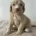 Cockapoo