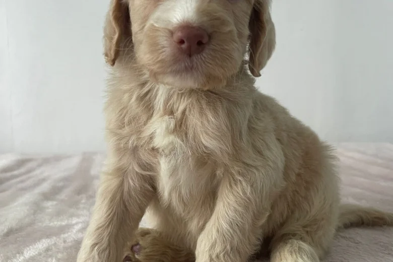 Cockapoo