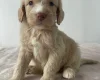 Cockapoo