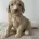 Cockapoo