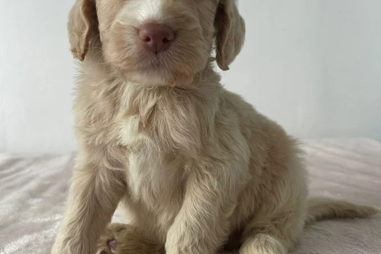 Cockapoo