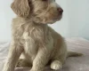 Cockapoo