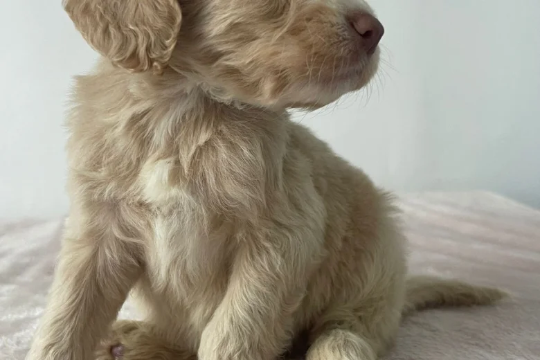 Cockapoo