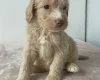 Cockapoo