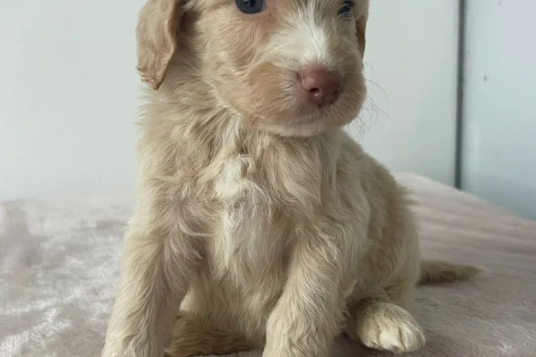 Cockapoo