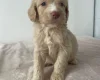 Cockapoo