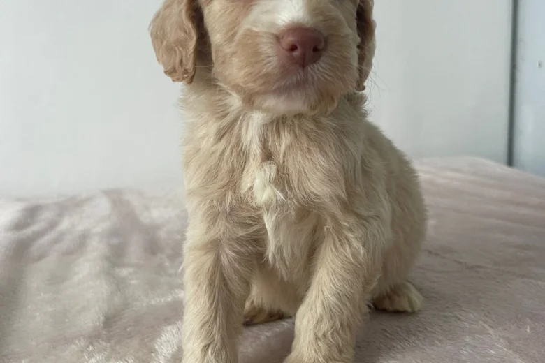 Cockapoo