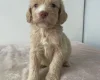 Cockapoo