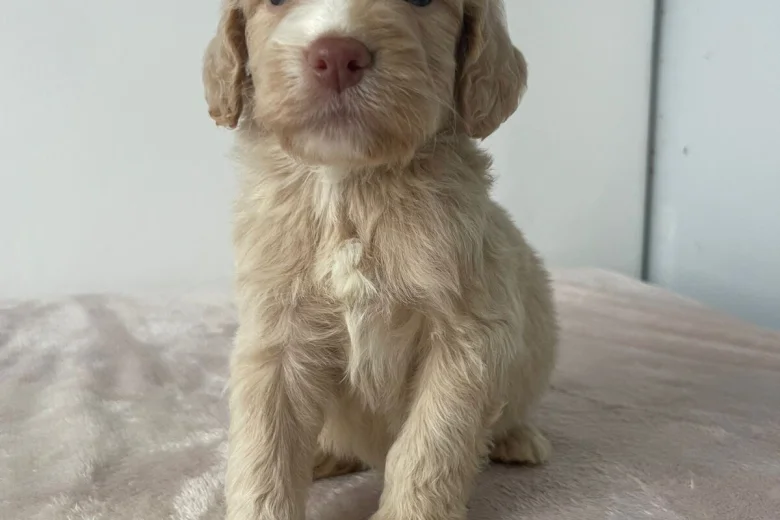 Cockapoo