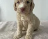 Cockapoo