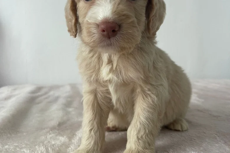 Cockapoo
