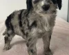 Cockapoo