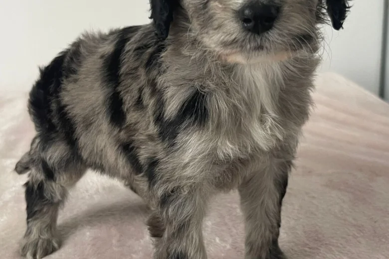 Cockapoo