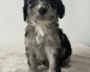Cockapoo