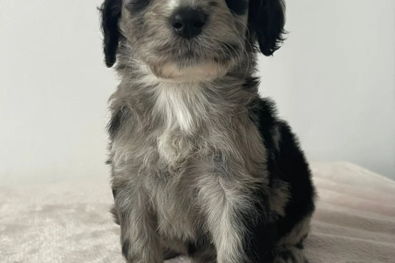 Cockapoo