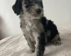 Cockapoo