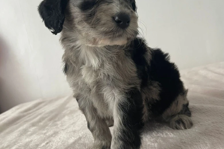 Cockapoo