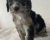 Cockapoo
