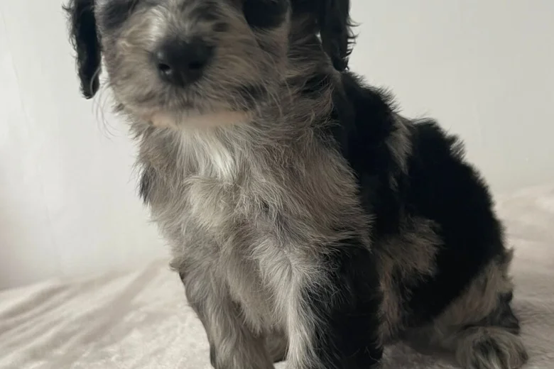 Cockapoo