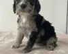 Cockapoo