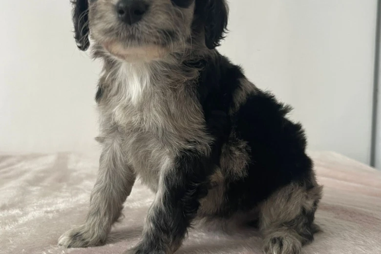 Cockapoo