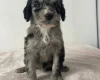 Cockapoo