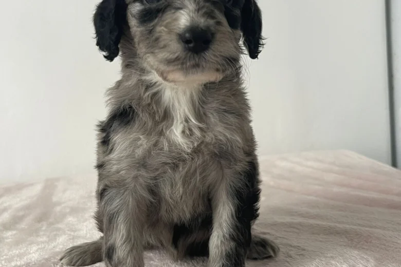 Cockapoo
