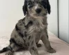 Cockapoo