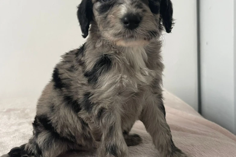 Cockapoo