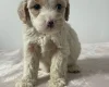 Cockapoo