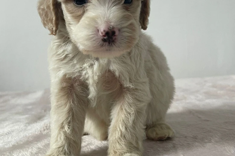 Cockapoo