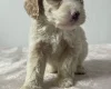 Cockapoo