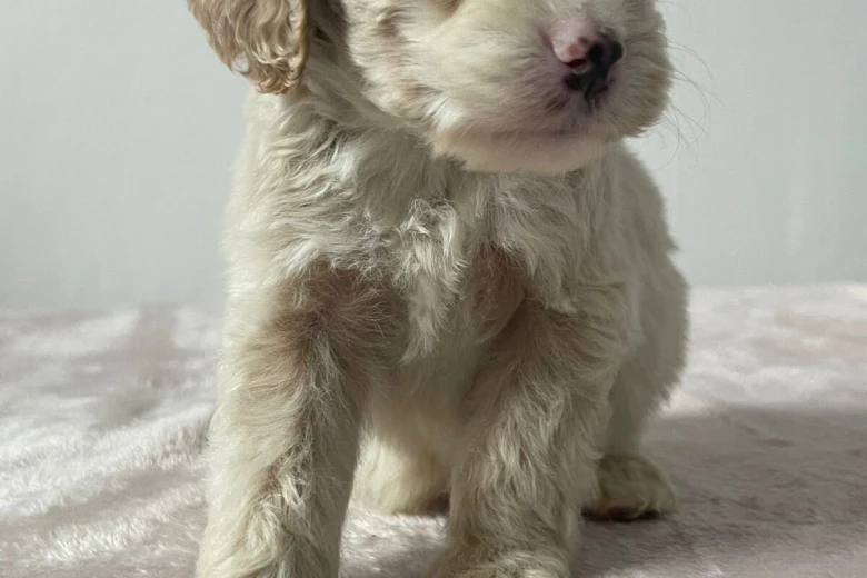 Cockapoo