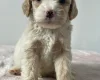 Cockapoo