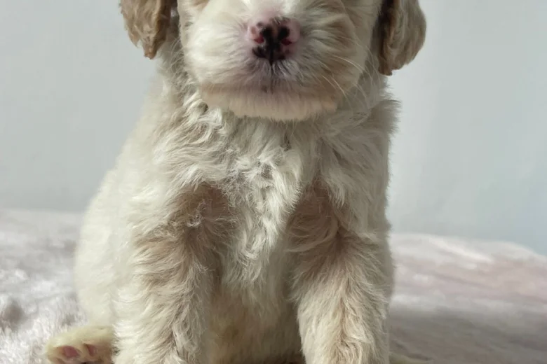 Cockapoo