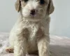 Cockapoo
