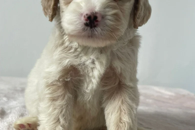 Cockapoo