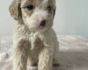 Cockapoo