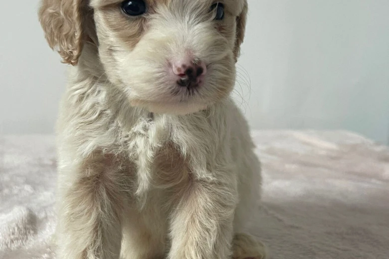 Cockapoo