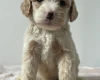 Cockapoo