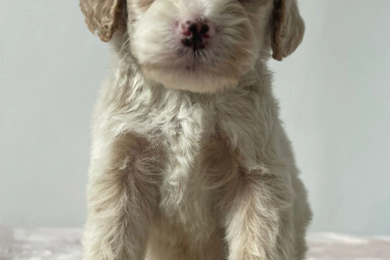 Cockapoo