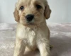 Cockapoo
