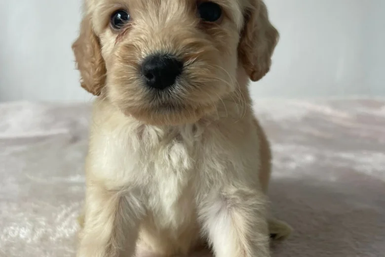 Cockapoo